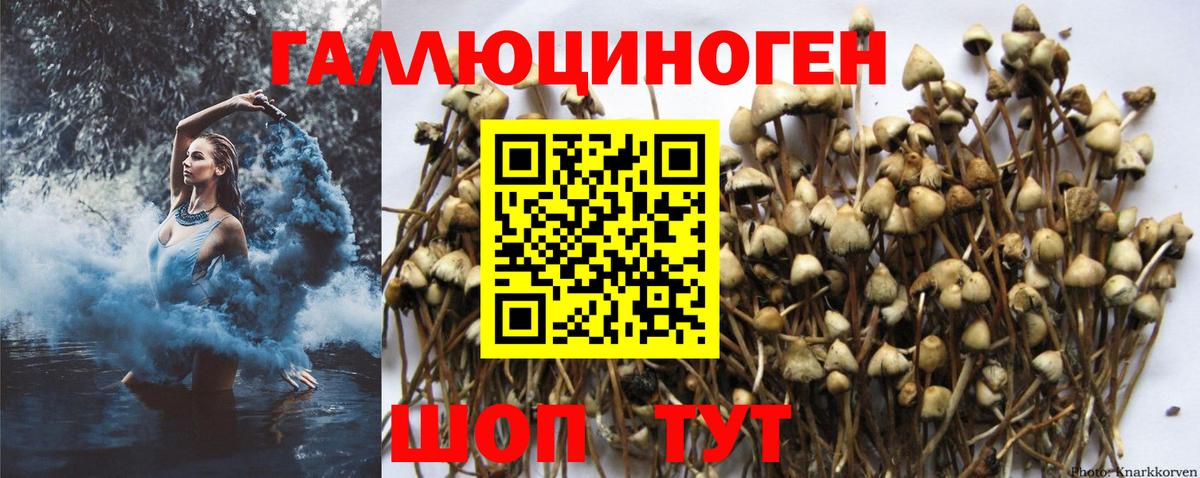 Псилоцибиновые грибы Psilocybine cubensis Электрогорск